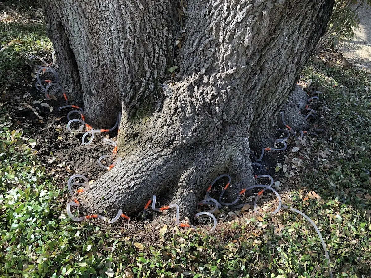 Detailed Tree Cabling and Bracing job site in Antelope
